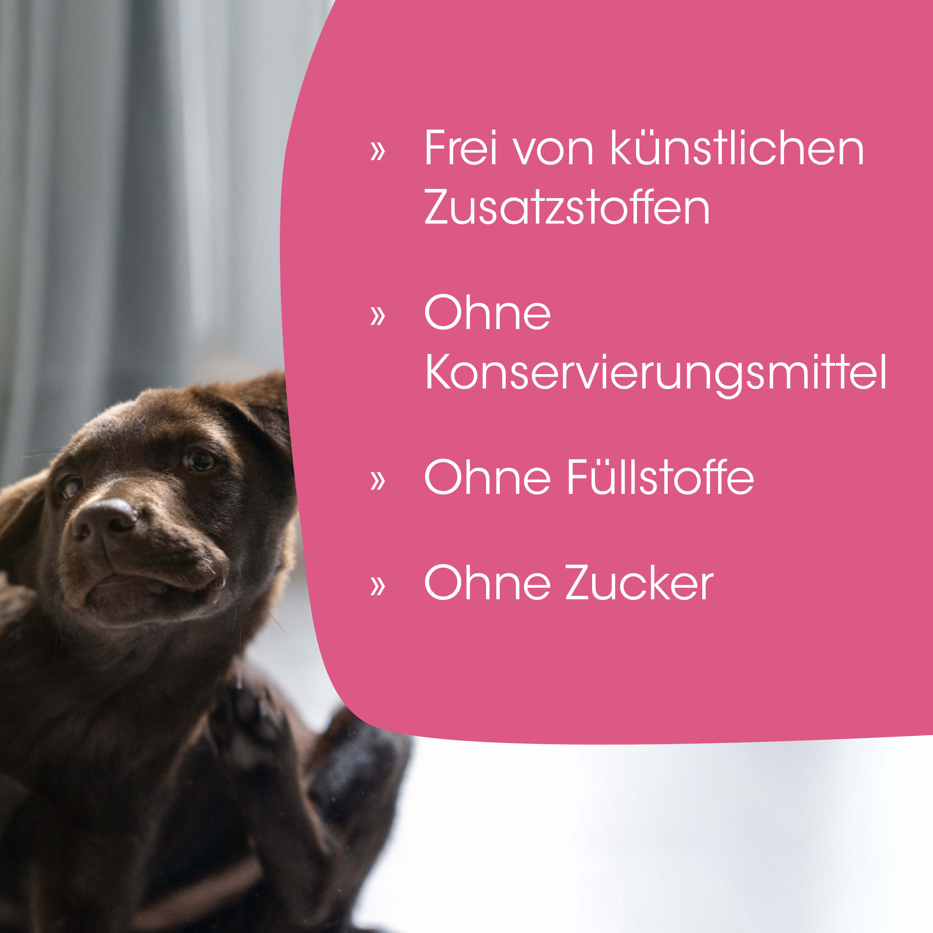 Hund, Welpe, braun, Fell, Tieralibi?, image_placeholder, Hund, braun, Tier, Hundewesen, Welpe