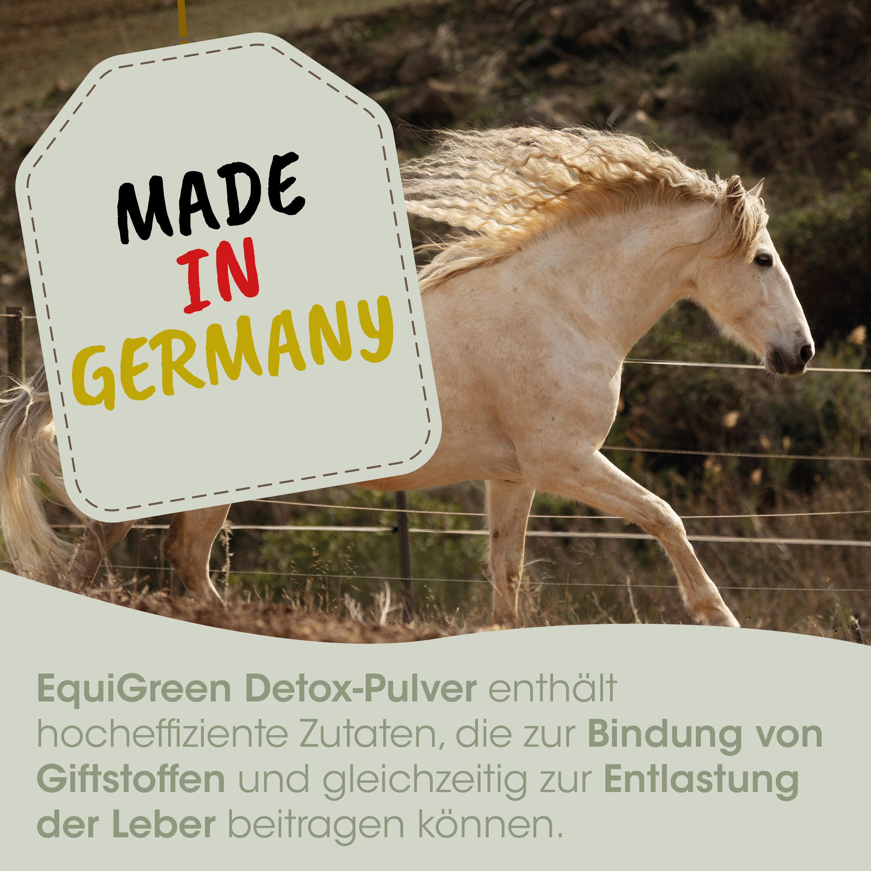 Pferd, Reiter, weißes Pferd, Laufend, Stalltag