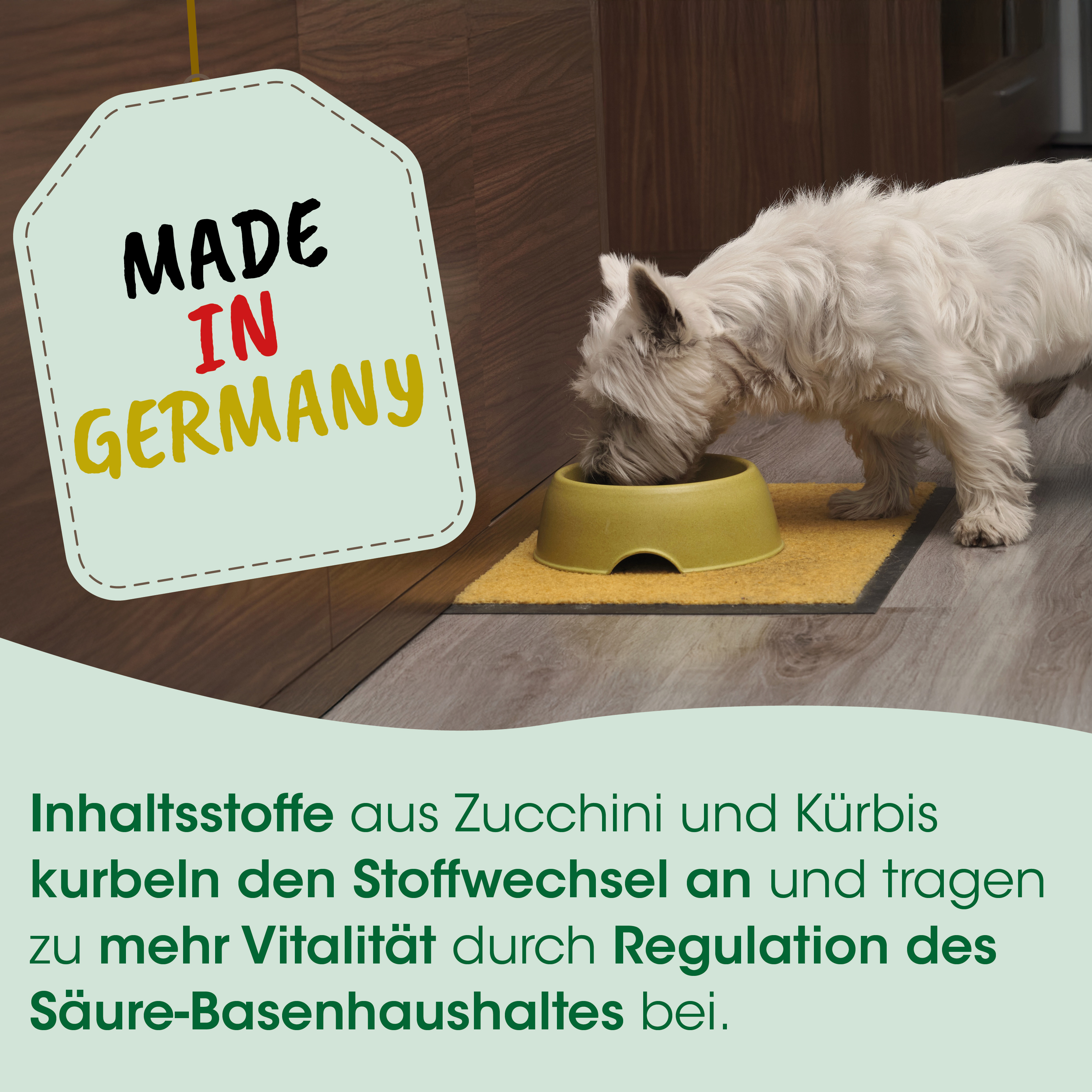 Hund, Napf, Hundefutter, Küche?, Tierfutter