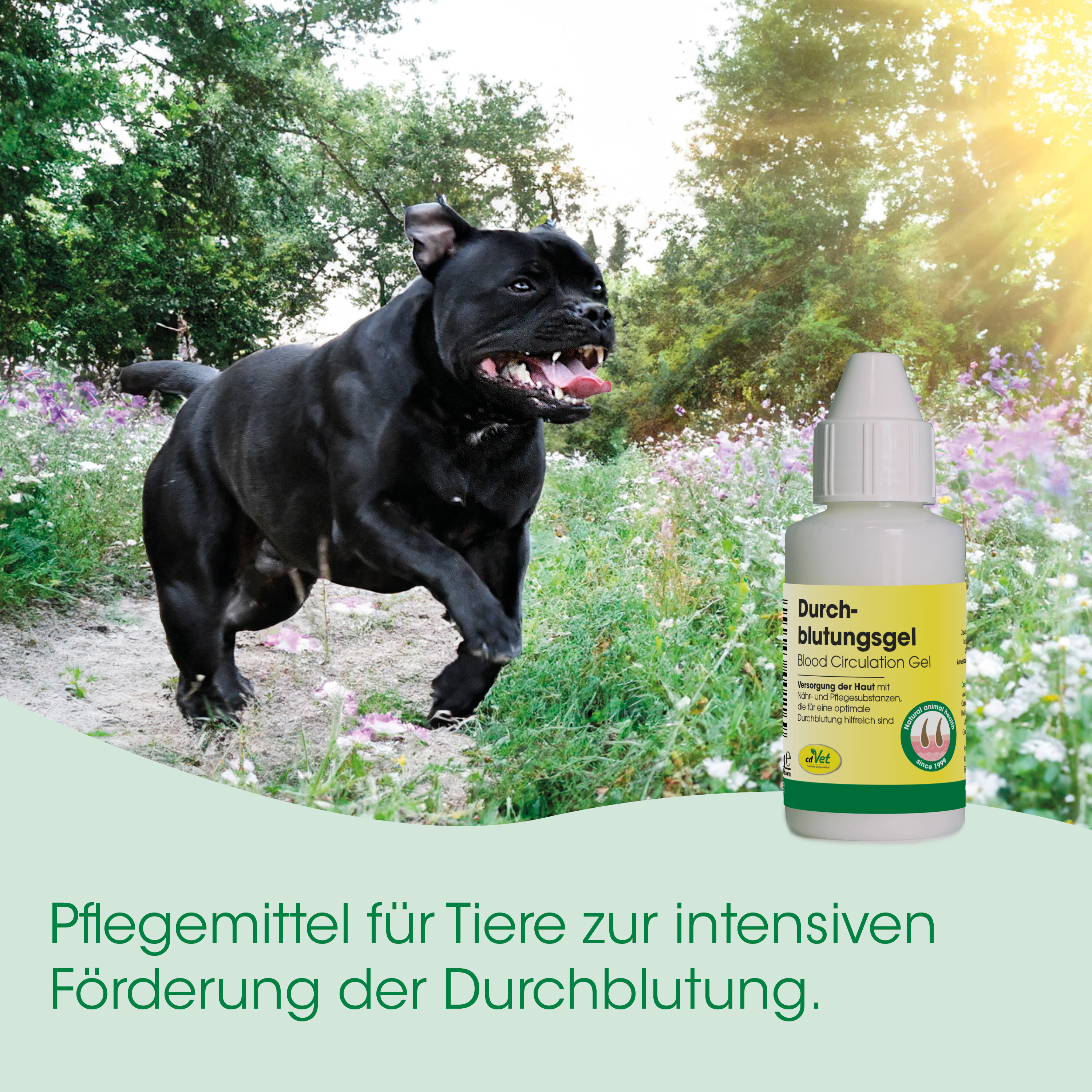 schwarzer Hund, Hundekel?, Durchblutungsgel, Tierpflege, Flasche Medikament