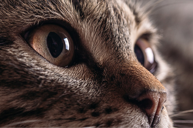 Tier, Katze, Säugetier, Haustier