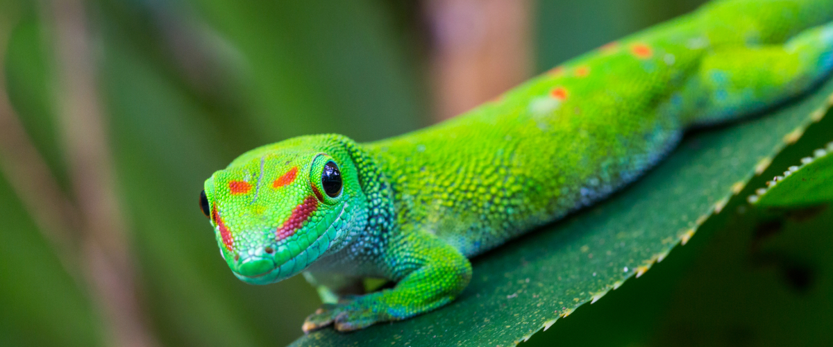 Tier, Gecko, Eidechse, Reptil, Grüne Echse