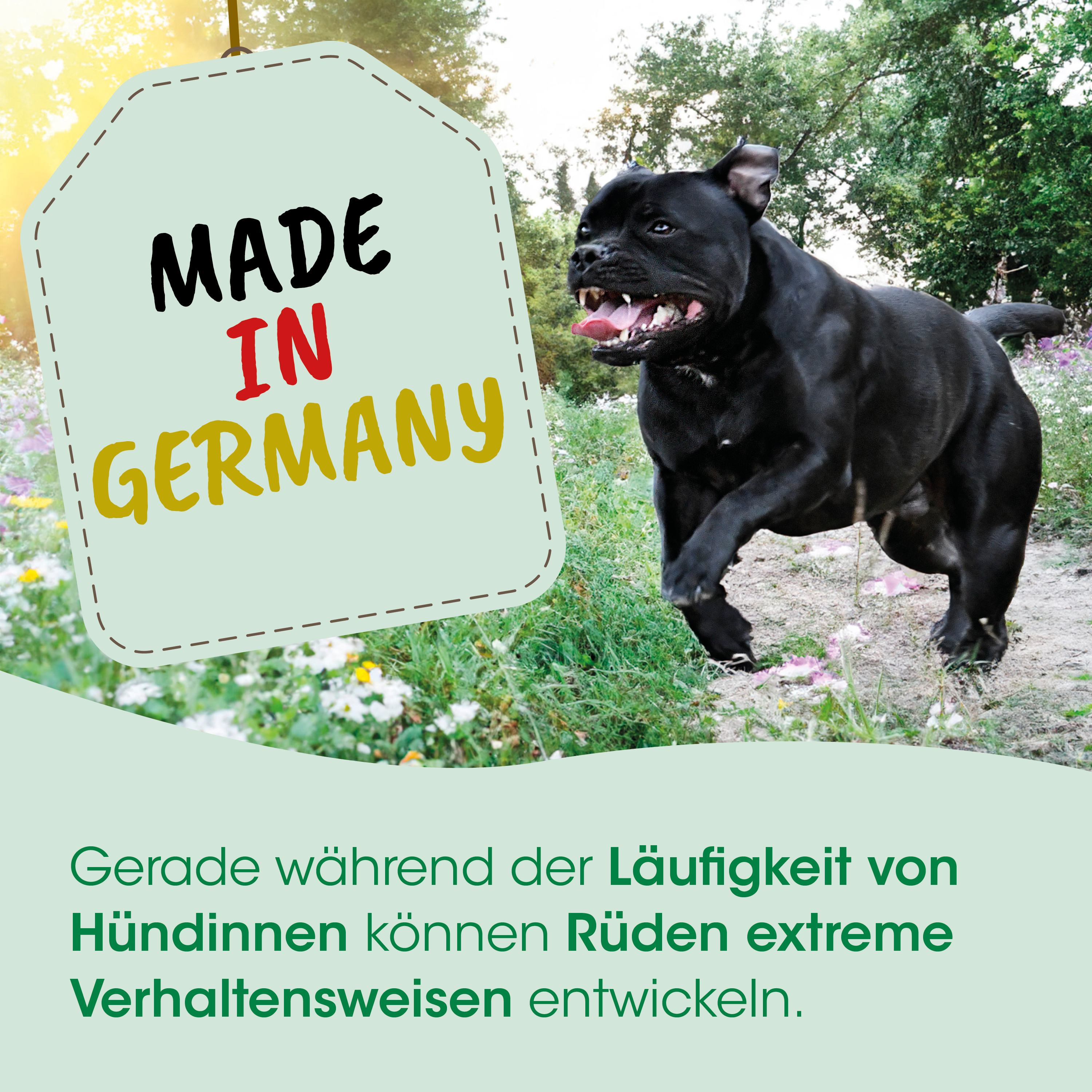 Hund, schwarz, Pitbull, Laufend, Made in Germany