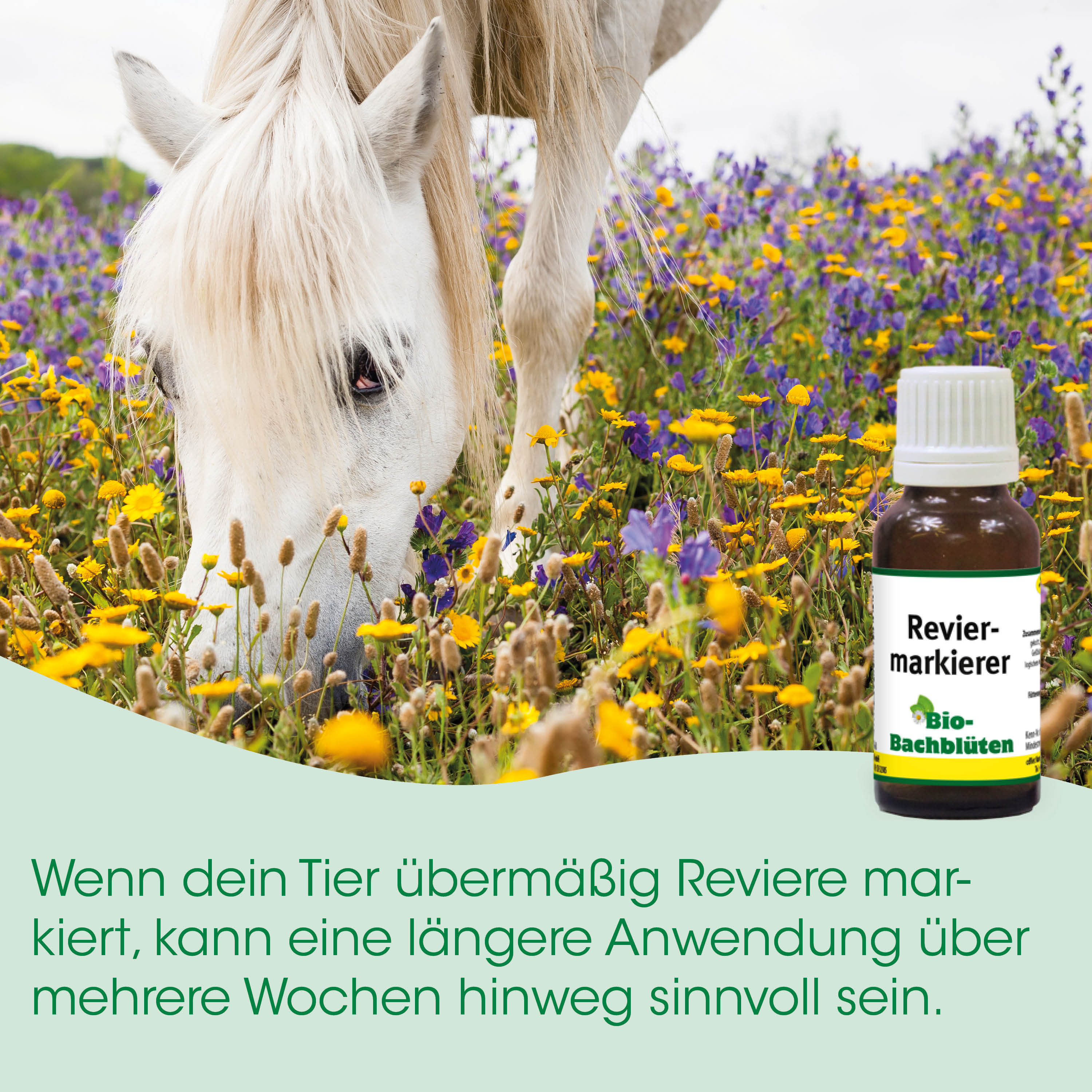 pferd, wiese, blumenfeld, medikamentenflasche, reviemarkierer