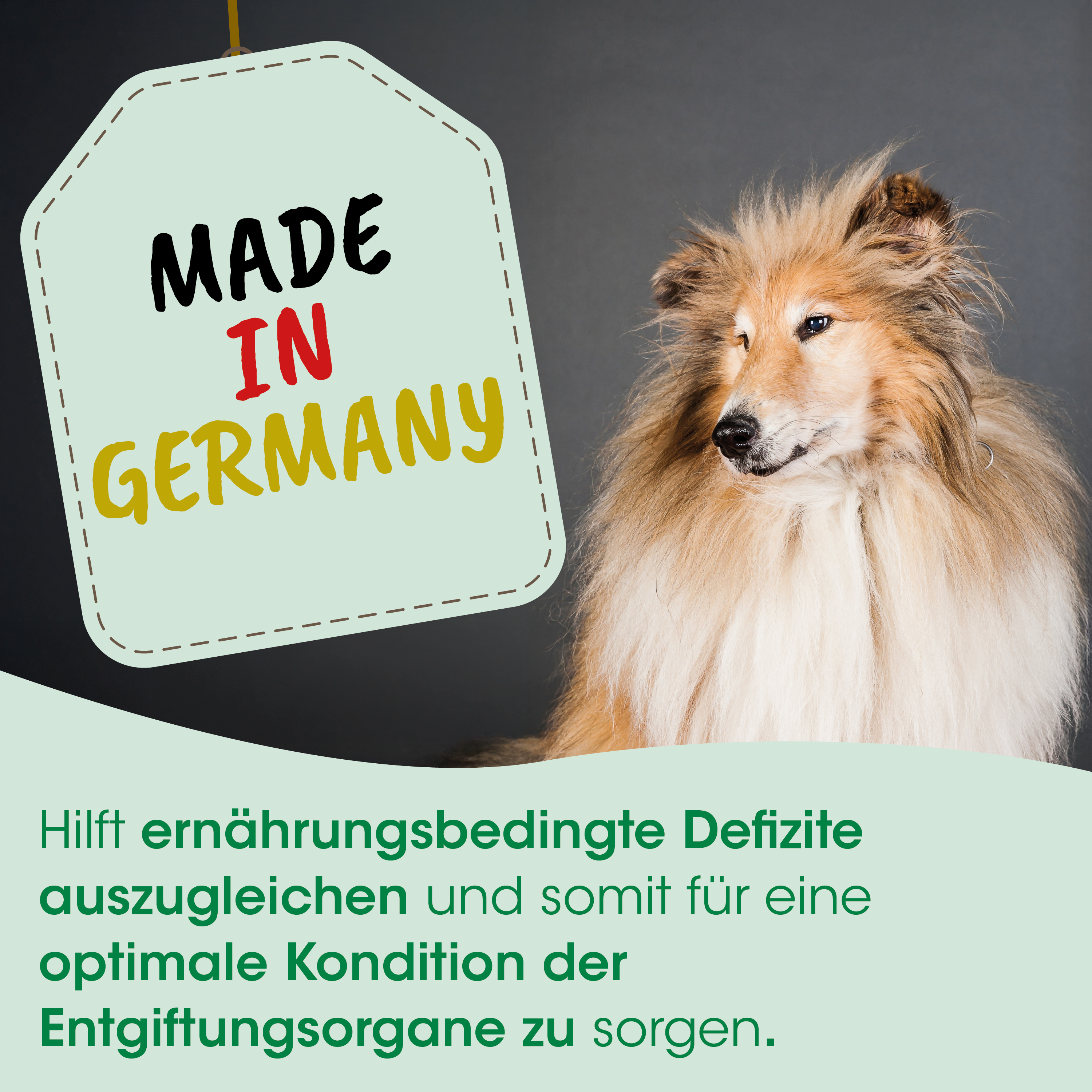 Hund, Hundehaar, Collie, Langhaar, Tierposter