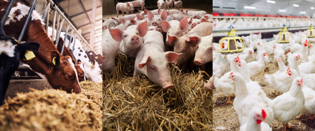 Kat-Seite-Agrar-1-min Tier, Hühnchen, Geflügel, Schwein, Kuh