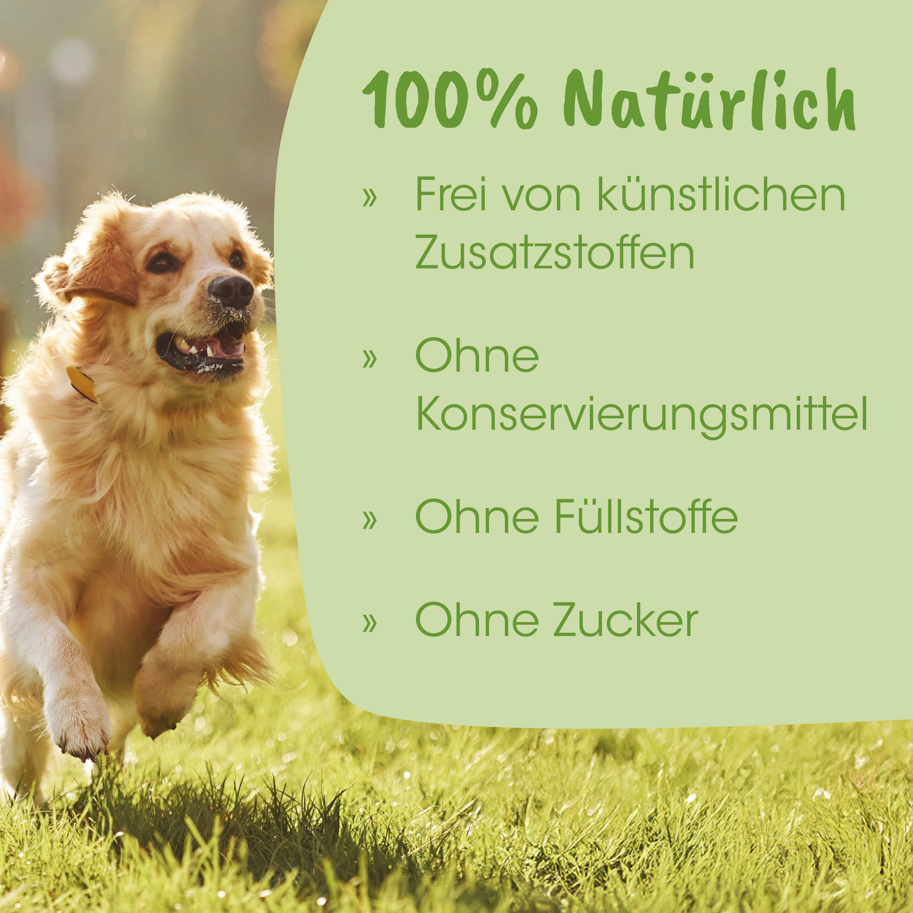 Hund, Golden Retriever, Tier, Draußen, Laufen