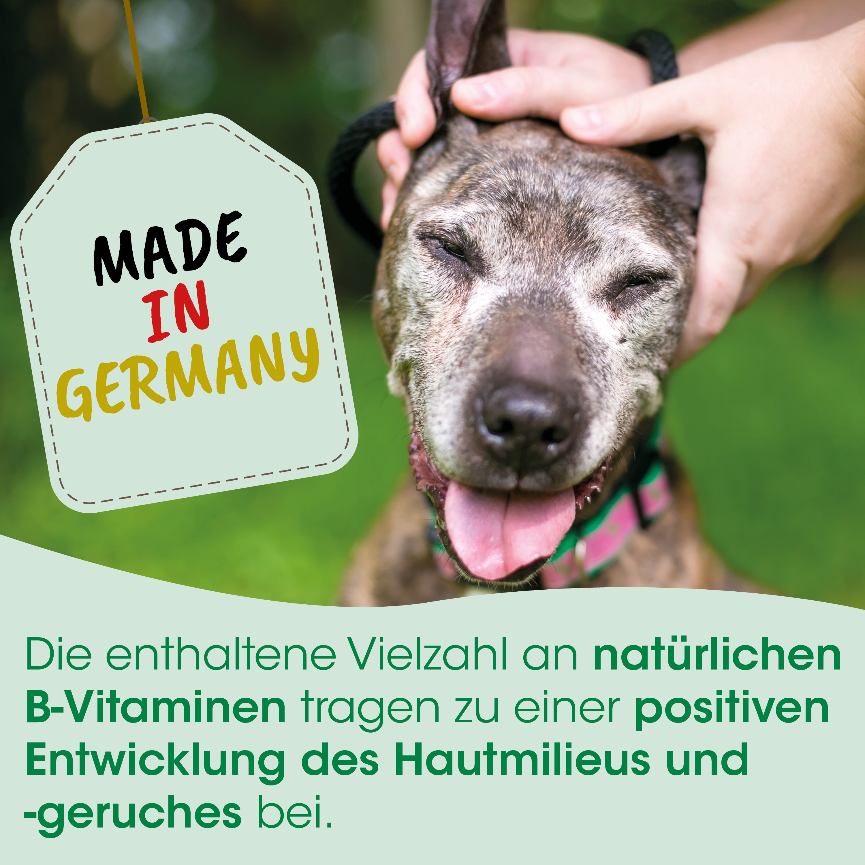 dog, collar, tag, made in germany, photography