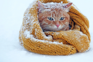 Banner Katze Gesundheit-7 Decke