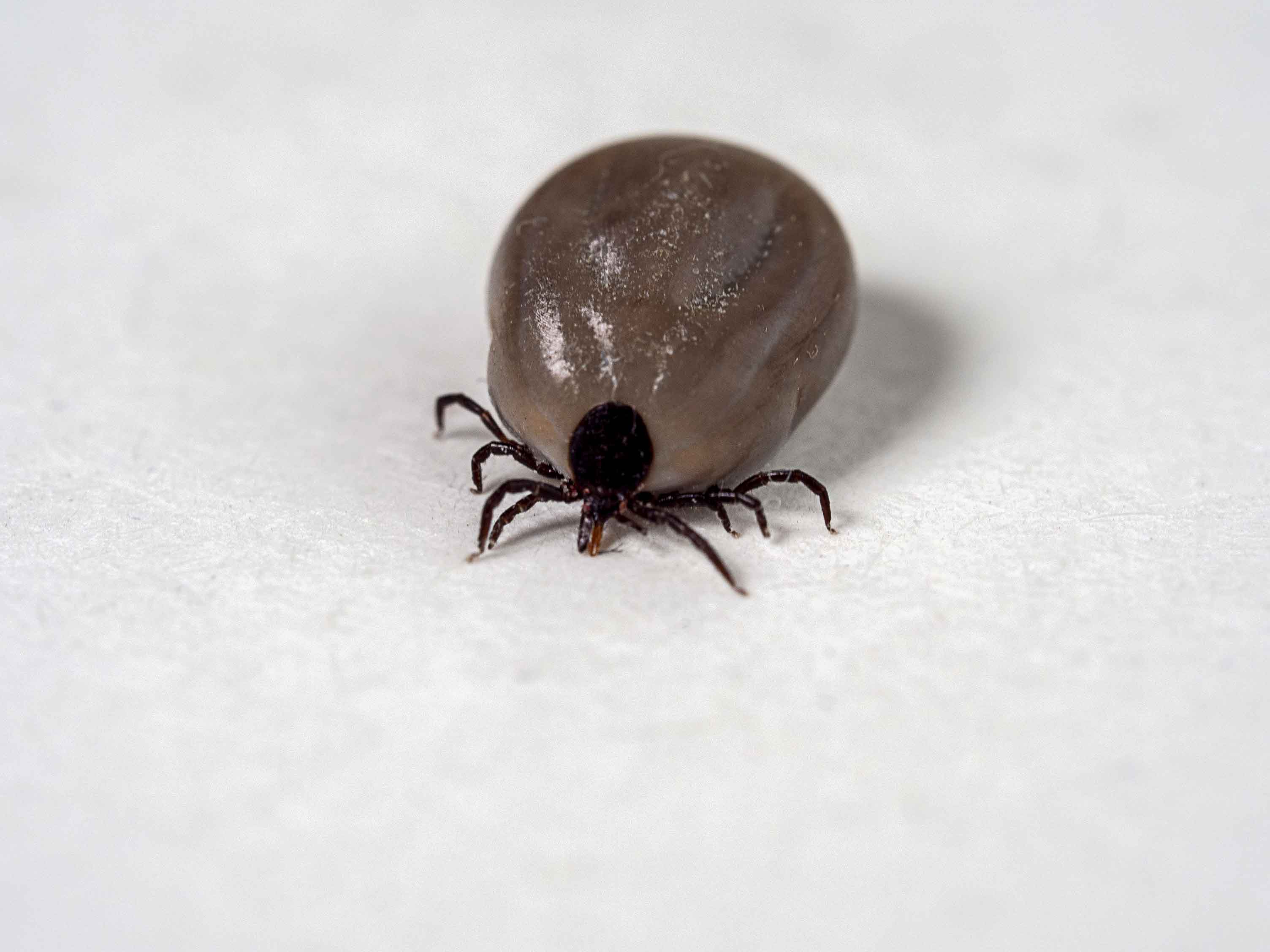 Lederzecke Lederzecke