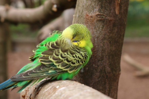 Tier, Vogel, Sittich, Papagei