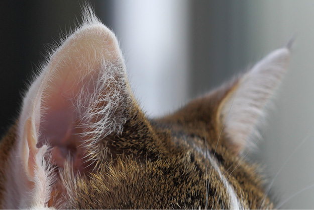 Abessinisch, Tier, Katze, Säugetier, Haustier