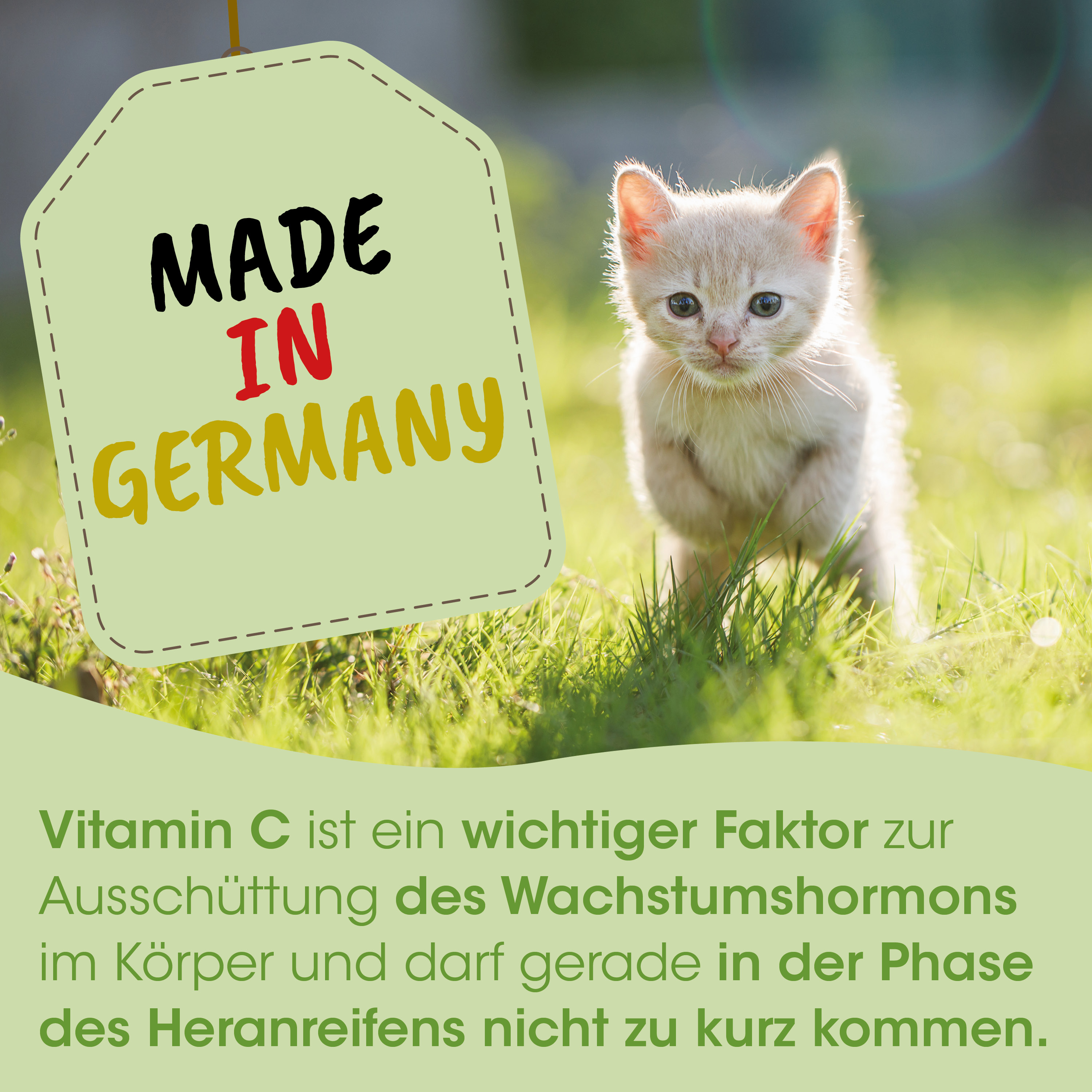 kätzchen, katze, jung, gräser, etikett