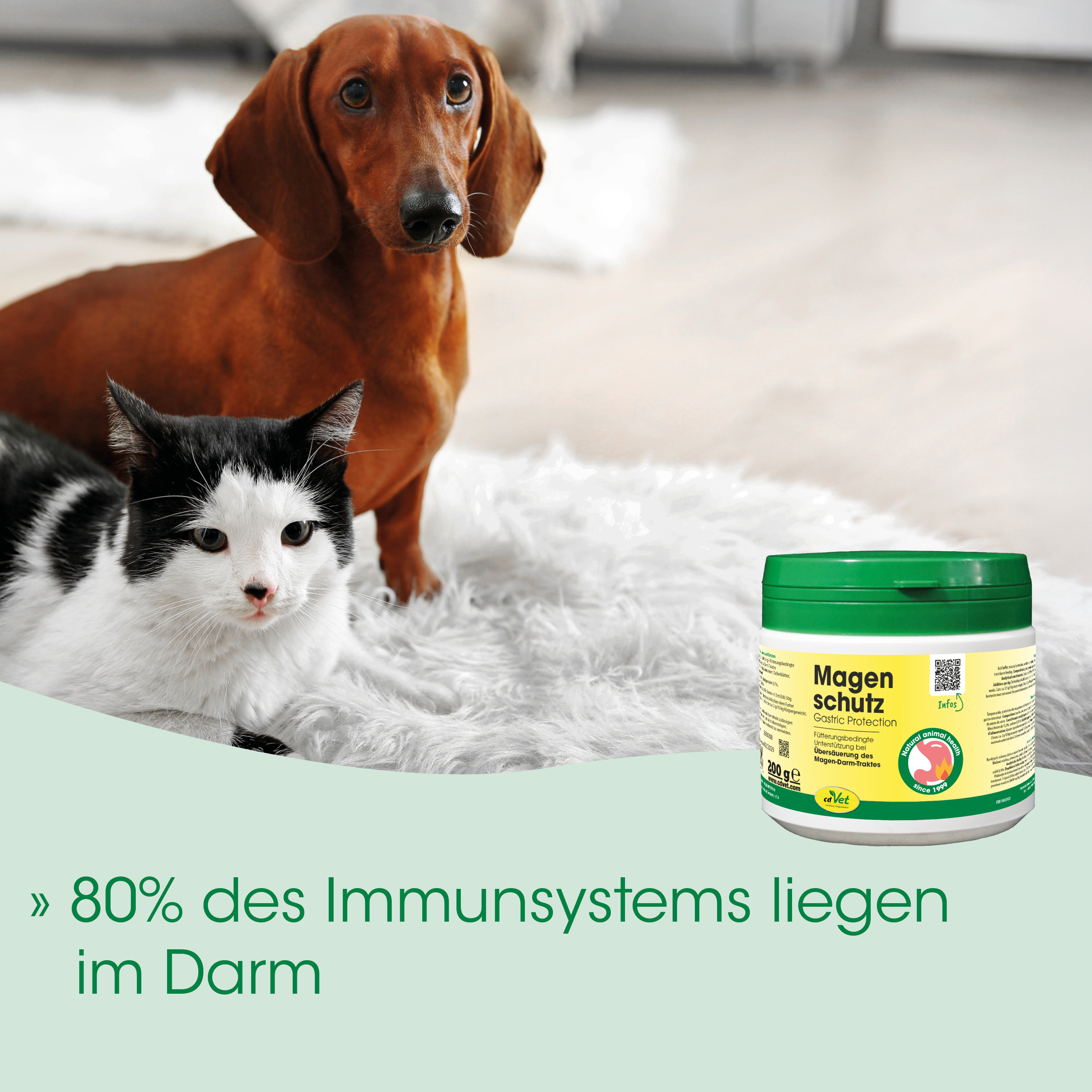 katze, hund, tierisch, futter, darmschutz