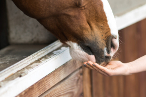 Banner Pferd Futter-5 (1) Holz, Drinnen, Innenarchitektur