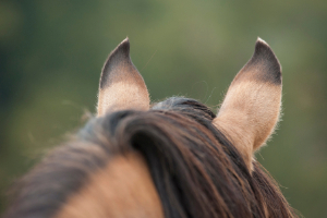 Banner Pferd Pflege u Hygiene-3 Tier, Colt Horse, Pferd, Säugetier