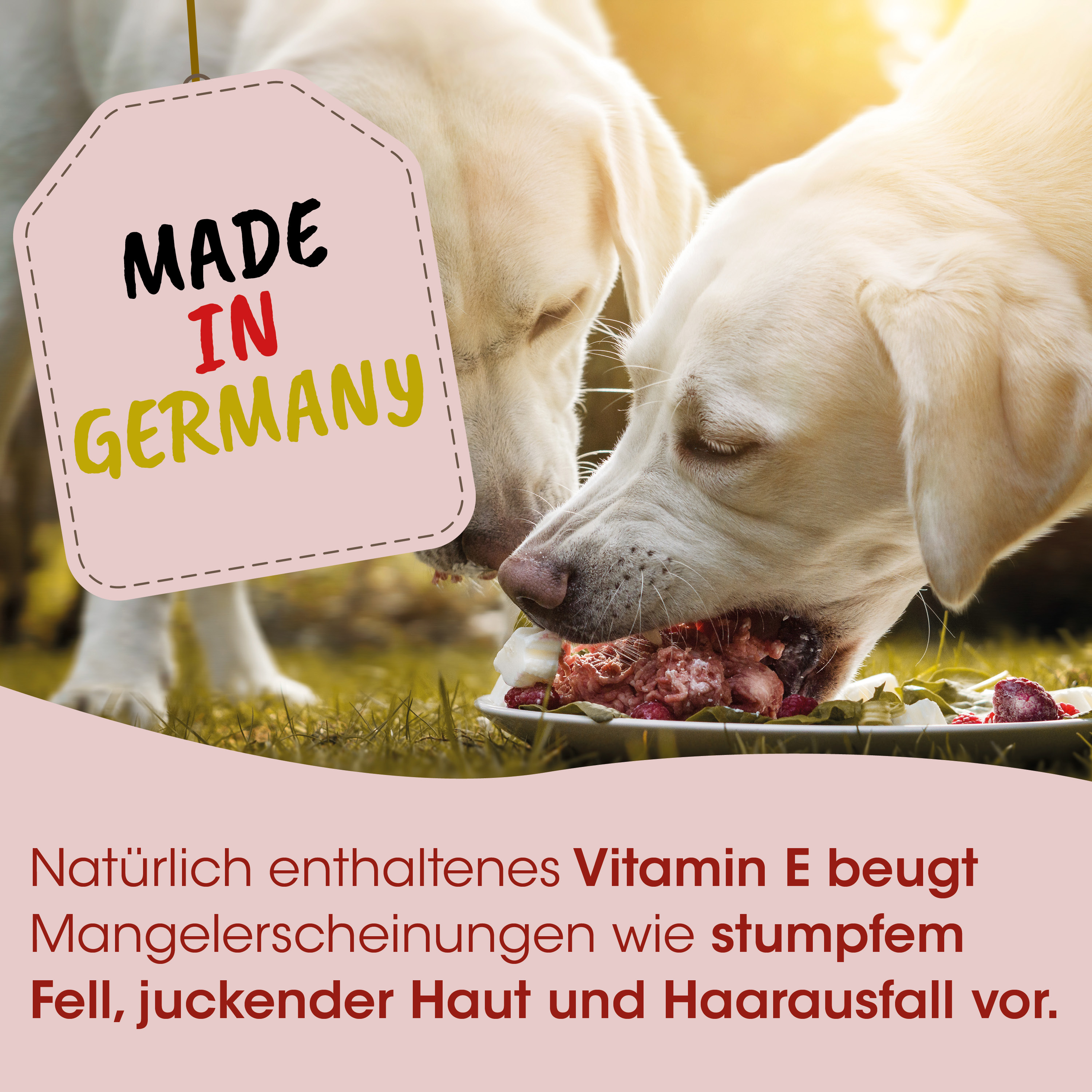 Hund, Hunde, Futter, Knabberzeug, Vitamin-E-Behandlung
