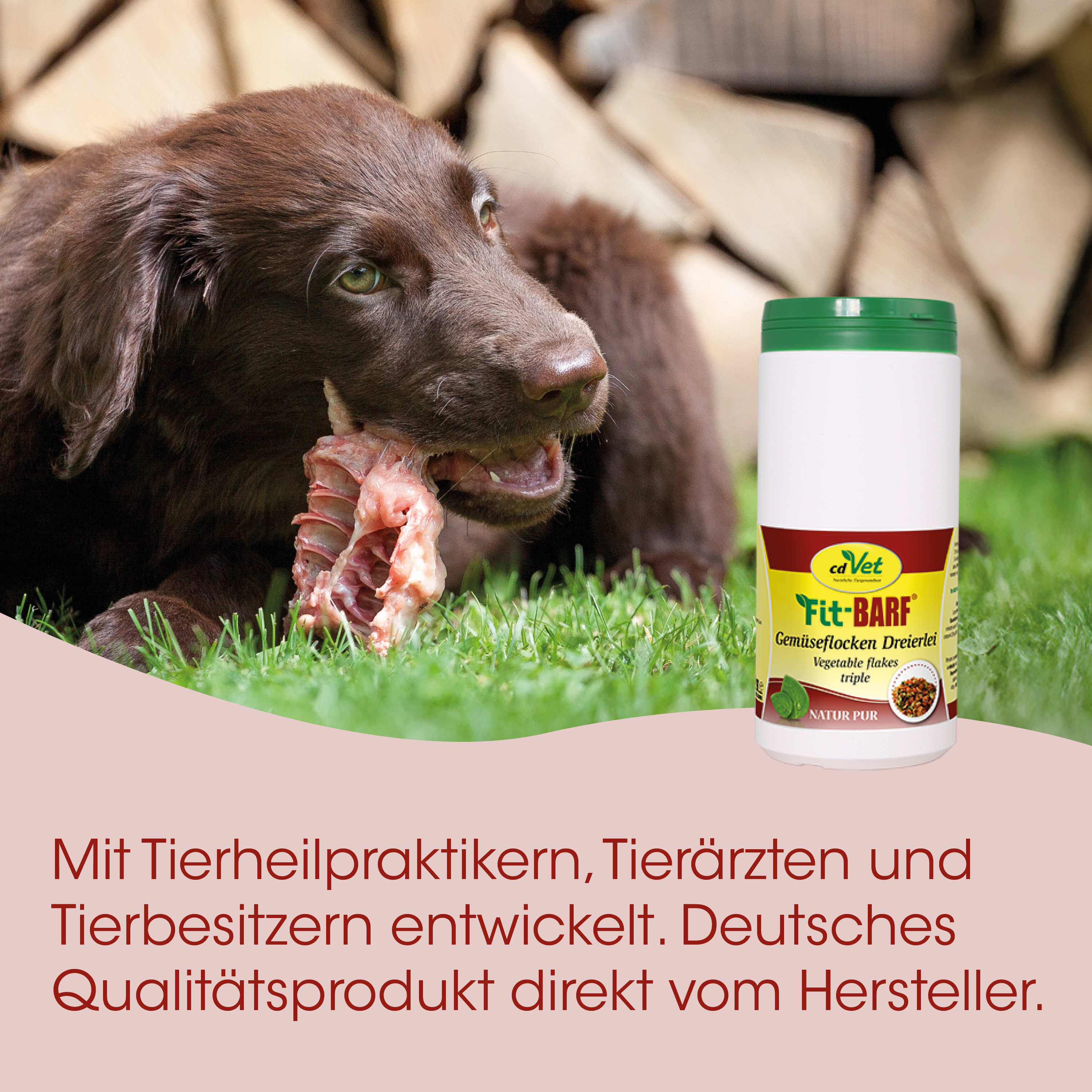 Hund, Knochen-Kau, Fleisch, Gras, Tierarzt-praktika