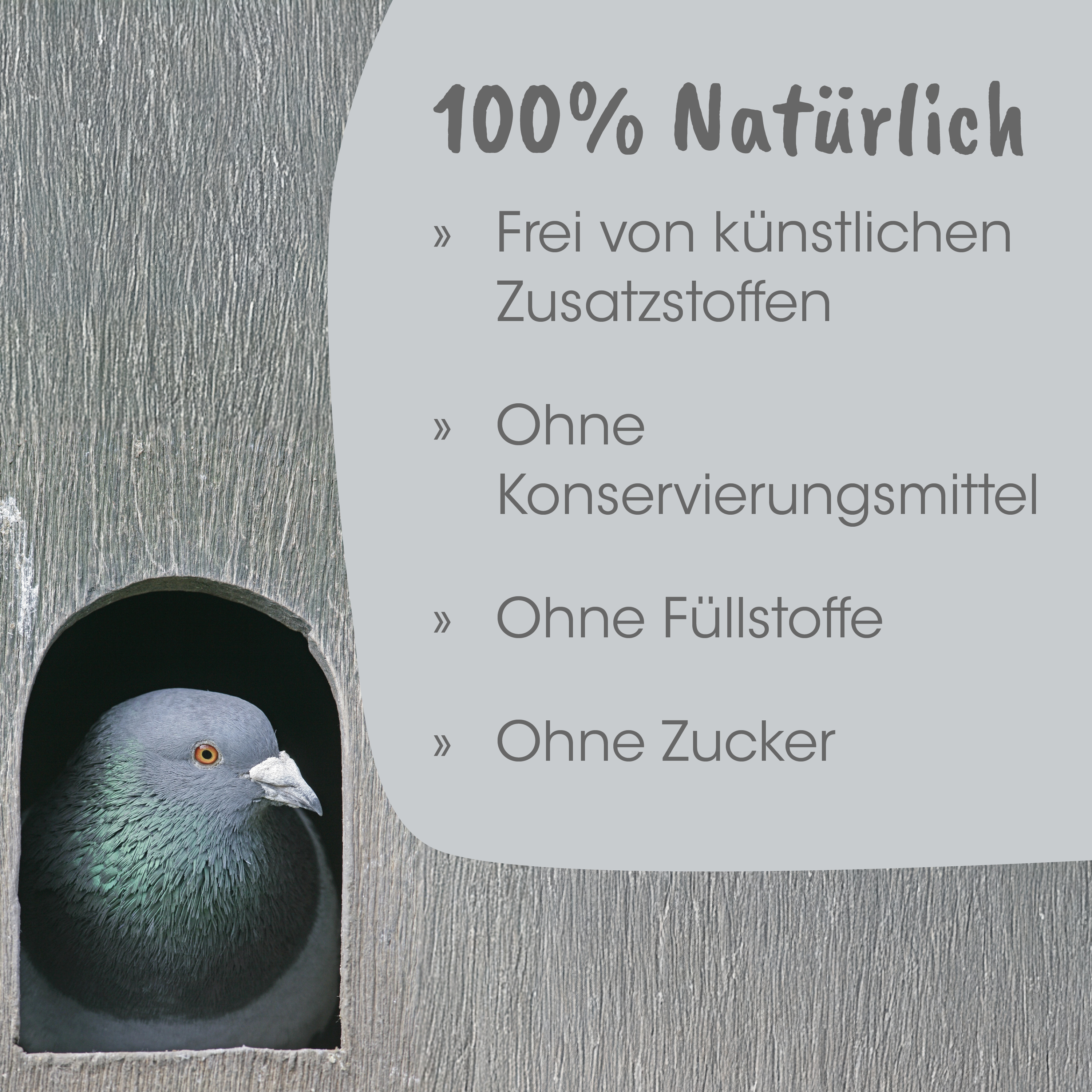 Taube, Feldtaube, Holzoberfläche, Naturmaterial, Konservierungsmittel frei