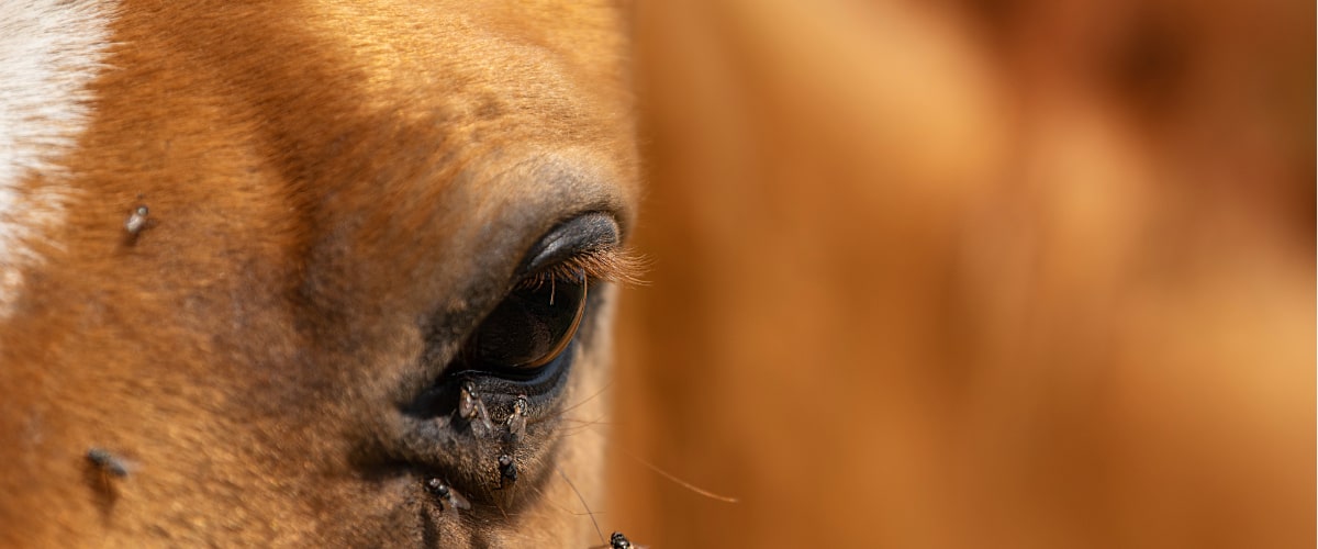 Tier, Colt Horse, Säugetier, Hund, Haustier