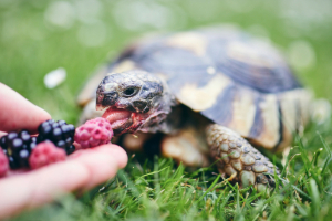 Banner Kleintiere-18 Tier, Schildkröte, Beere, Schlange