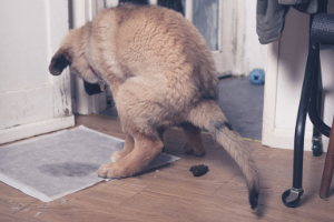 Kat Seite Hund-7 Kat Seite Hund-7