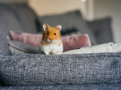 Themenseite Kleintiere-4 Themenseite Kleintiere-4