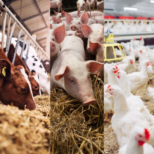 Kat-Seite-Agrar-2-min Tier, Säugetier, Schwein, Hühnchen, Geflügel