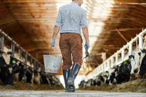 Kat-Seite-Agrar-8 (1) Bekleidung, Handschuh, Vieh, Kuh