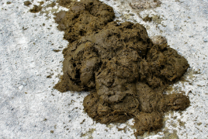 Banner Pferd Gesundheit-4 Boden, Schlamm