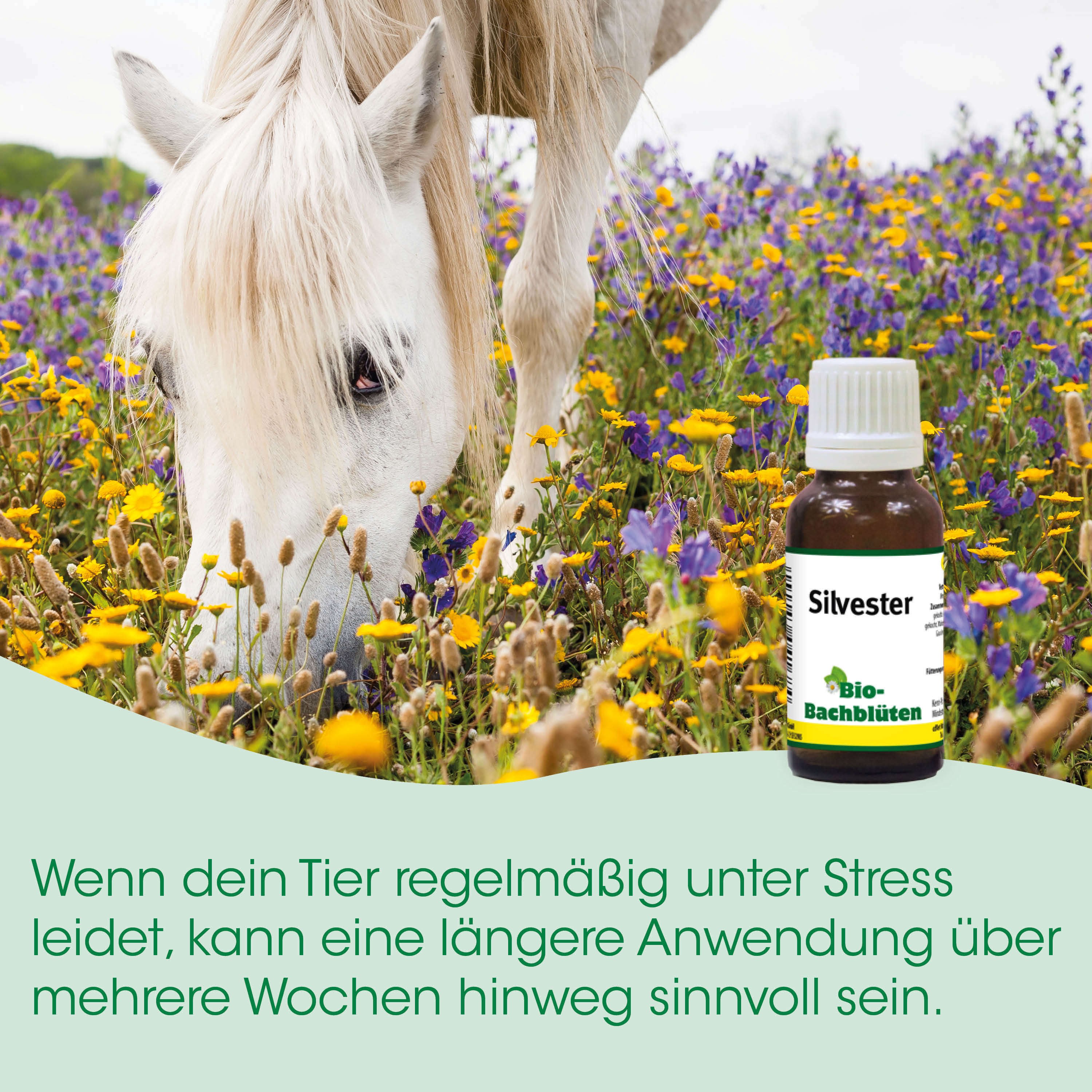 Pferd, Blumen, Bio-Bachblüten, Flasche, Natur