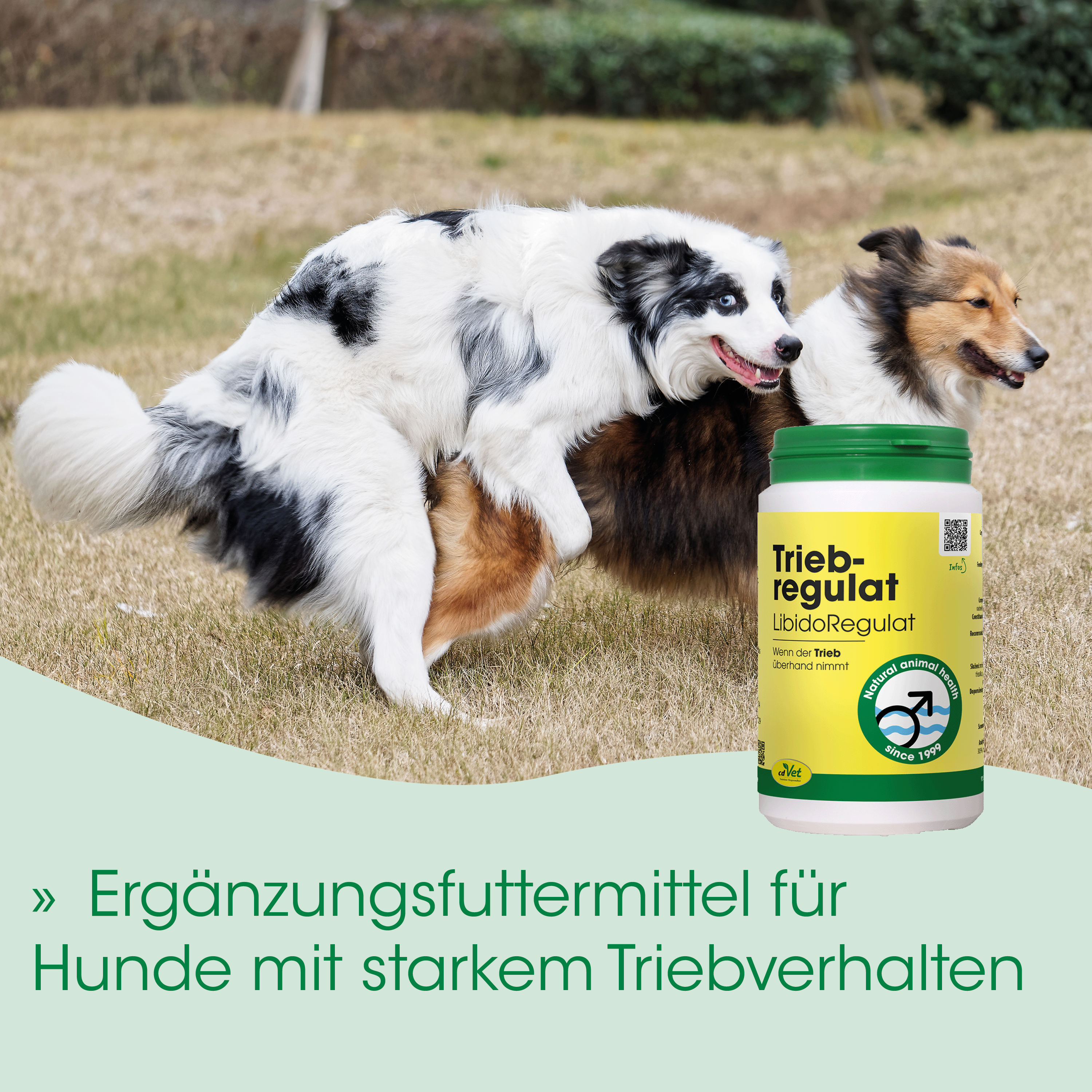 Hund, Hunde, Hunde-Futter, Triebregulier?, Gelbe Dose