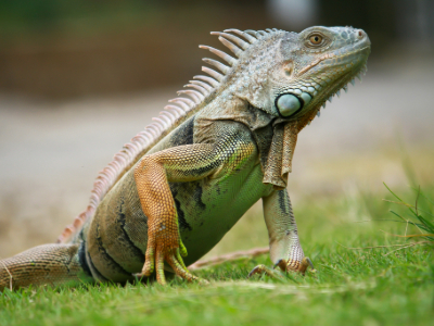 Themenseite Kleintiere-6 Themenseite Kleintiere-6