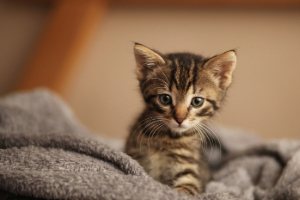 Banner Katze Kitten-Alter-2 Tier, Katze, Kätzchen, Säugetier, Haustier