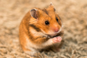 Banner Kleintiere-31 Tier, Nagetier, Ratte, Hamster, Haustier