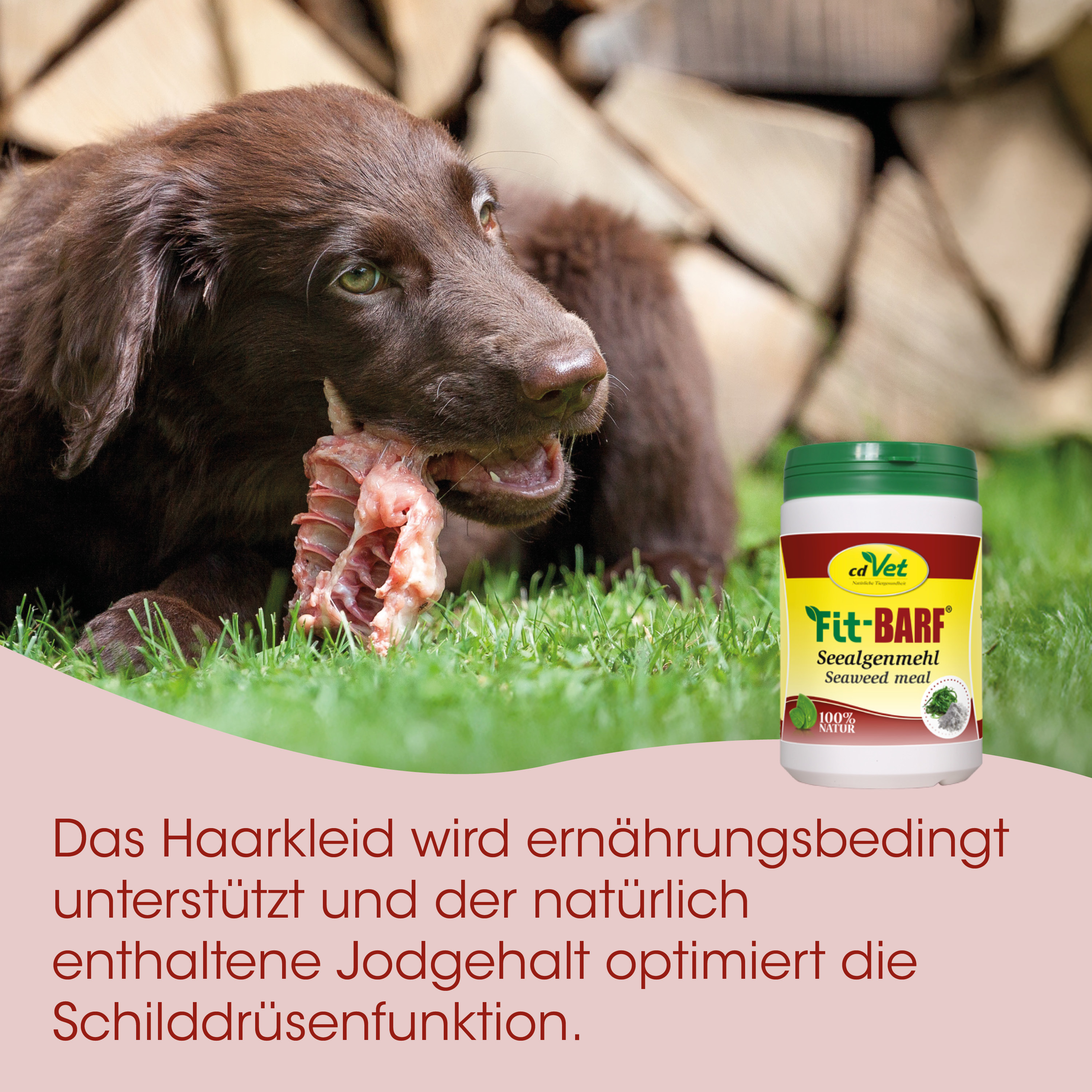 Hund, Kauknochen, Hundefutter, Seetang, Natürliches Nahrungsergänzungsmittel