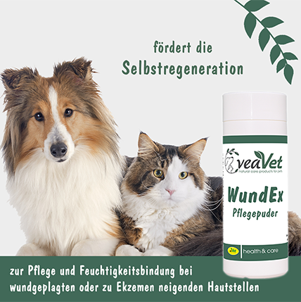 Hund, Haustier, Kräuterig, Pflanze, Katze
