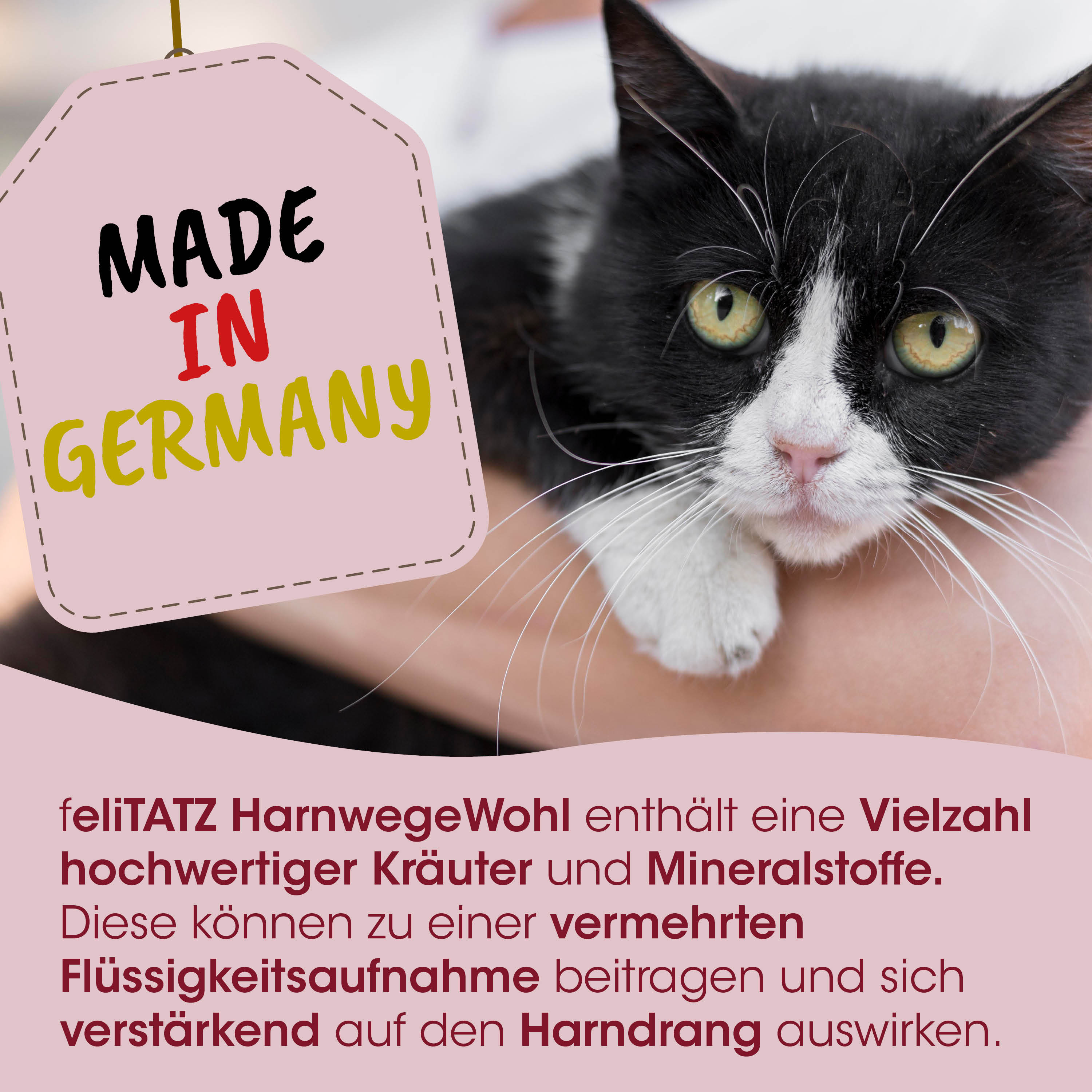 Katze, schwarzweiß, Tier, Tag, Made in Germany
