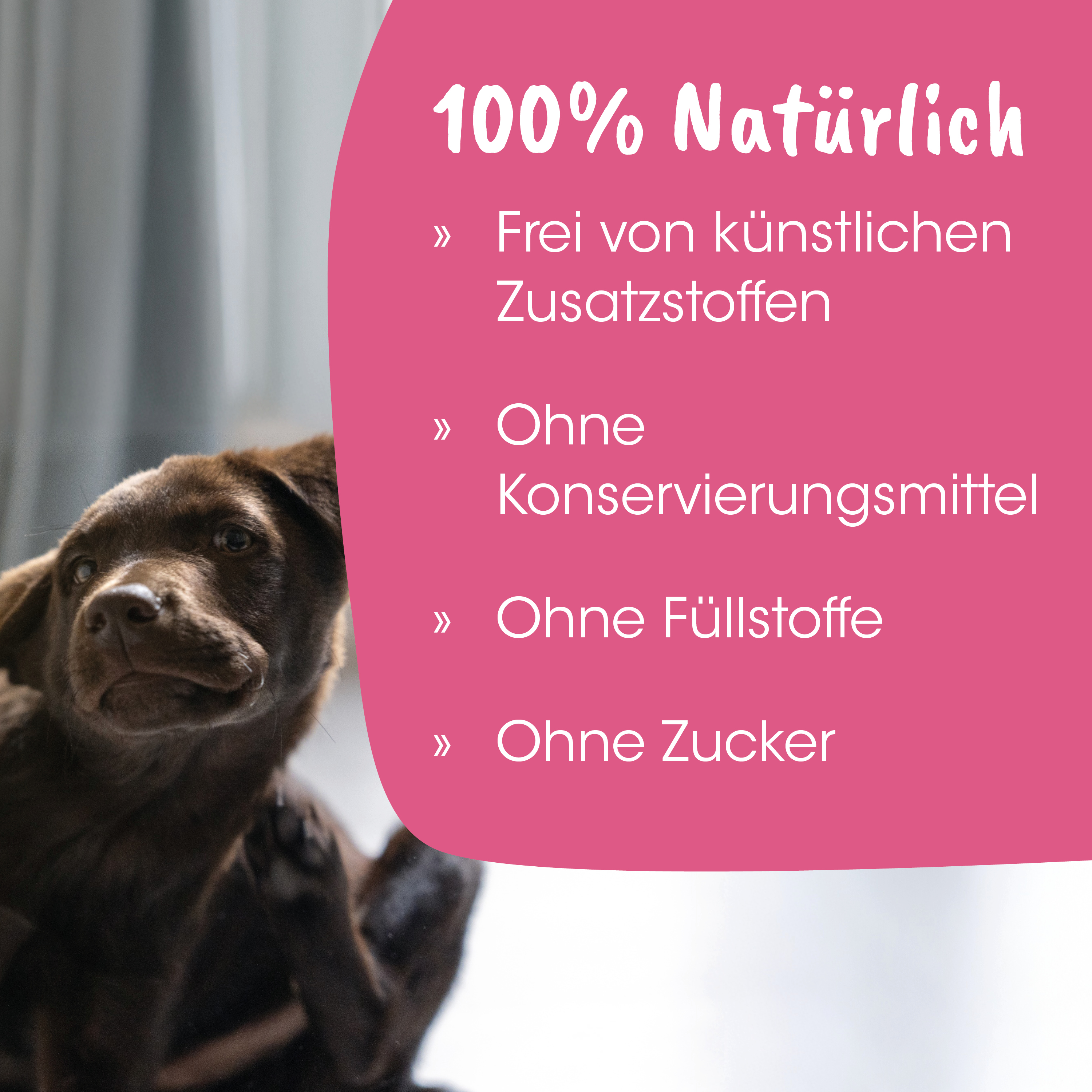Hund, braun, Tier, süß, Gesicht