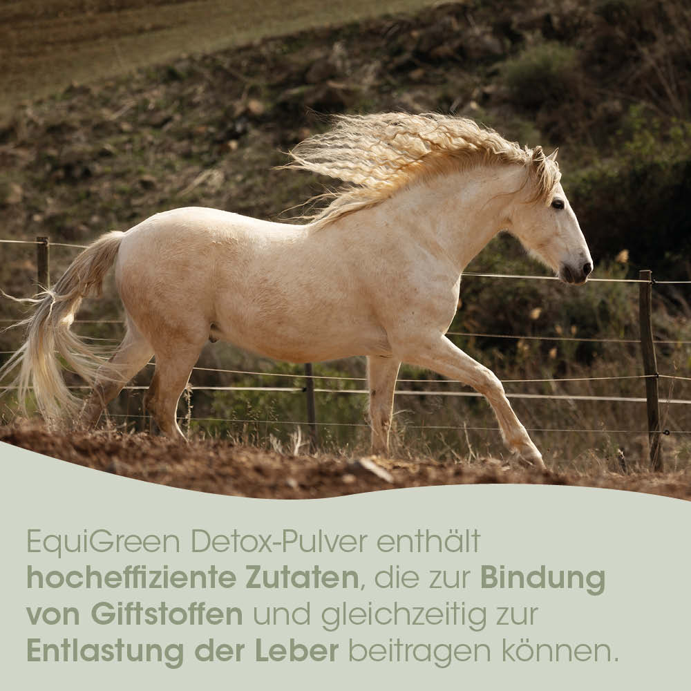 pferd, pferdige, palomino, zaun,  mane