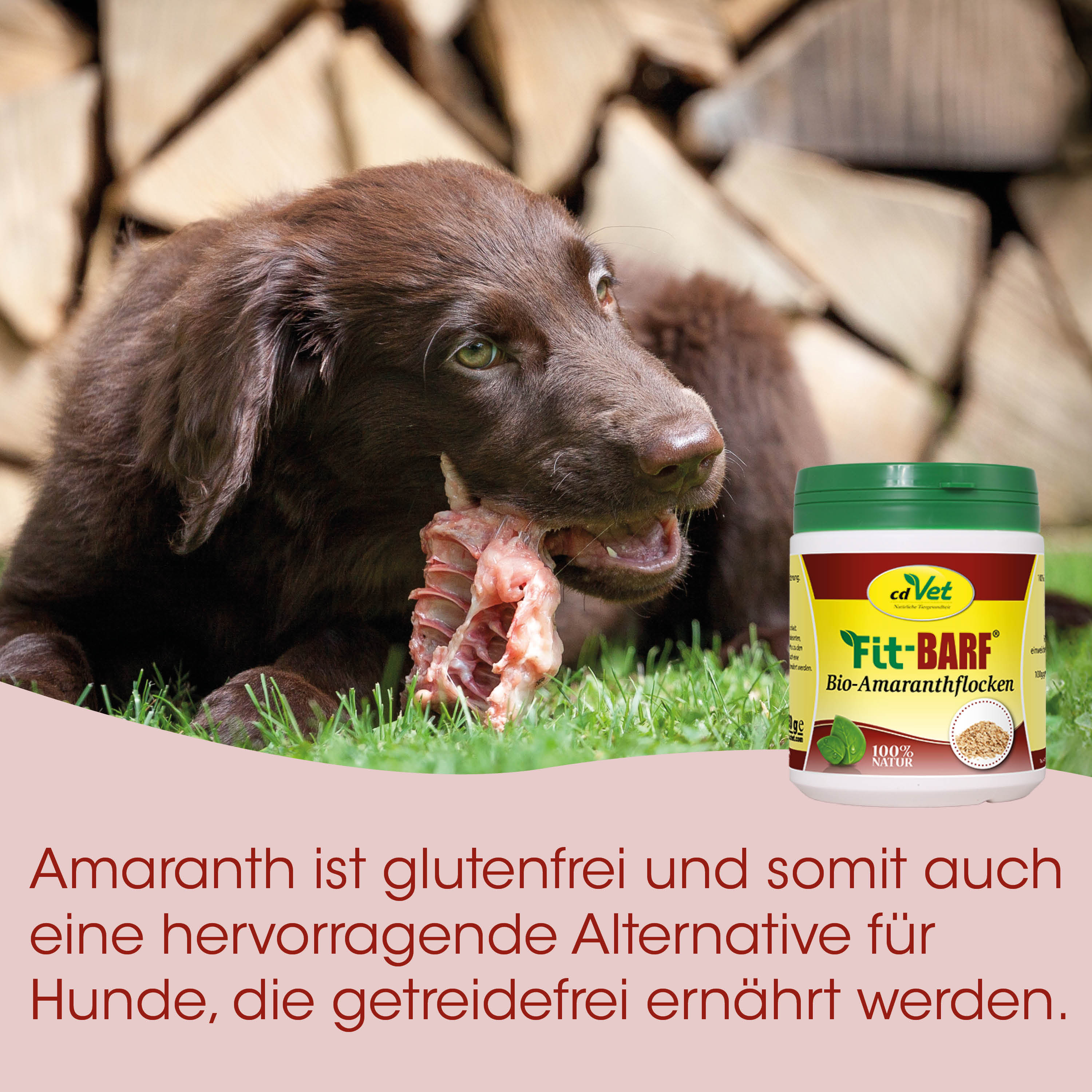 Hund, Hunde-Nahrung, Knochen, Fleisch, Leckerbissen
