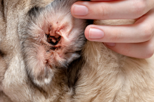 Banner Parasiten-3 Körperteil, Finger, Hand, Person