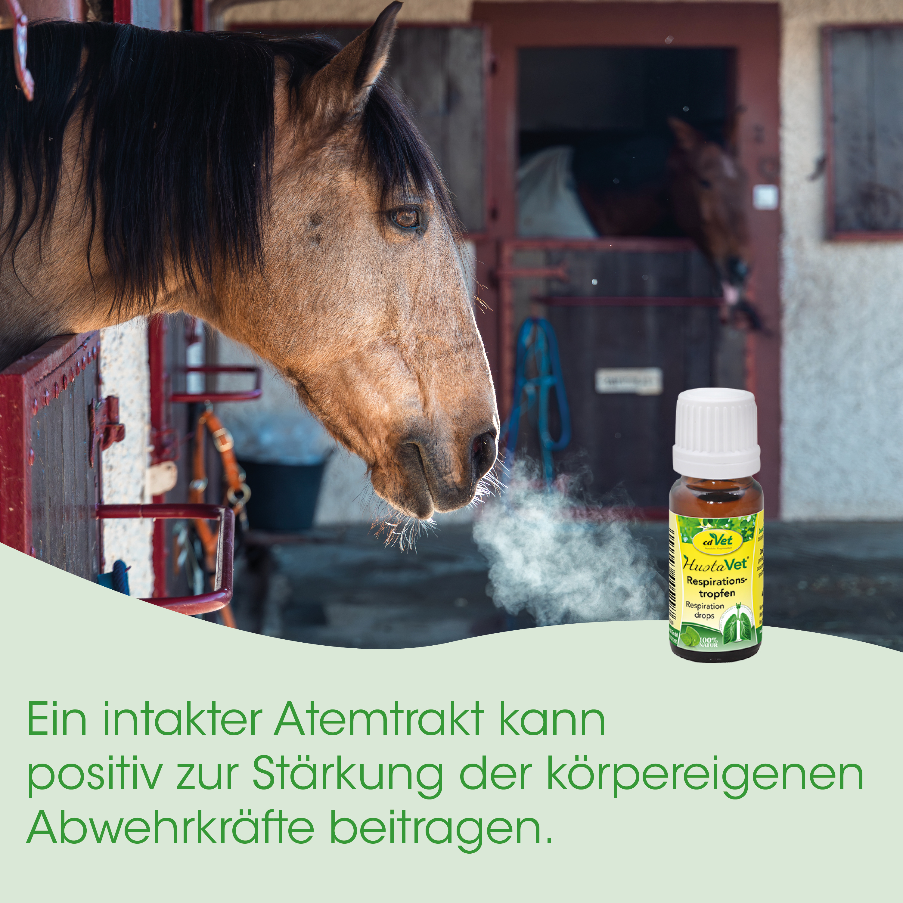 Pferd, Trense, Hustavet, Respirationströpfchen, Inhalationsmedikament