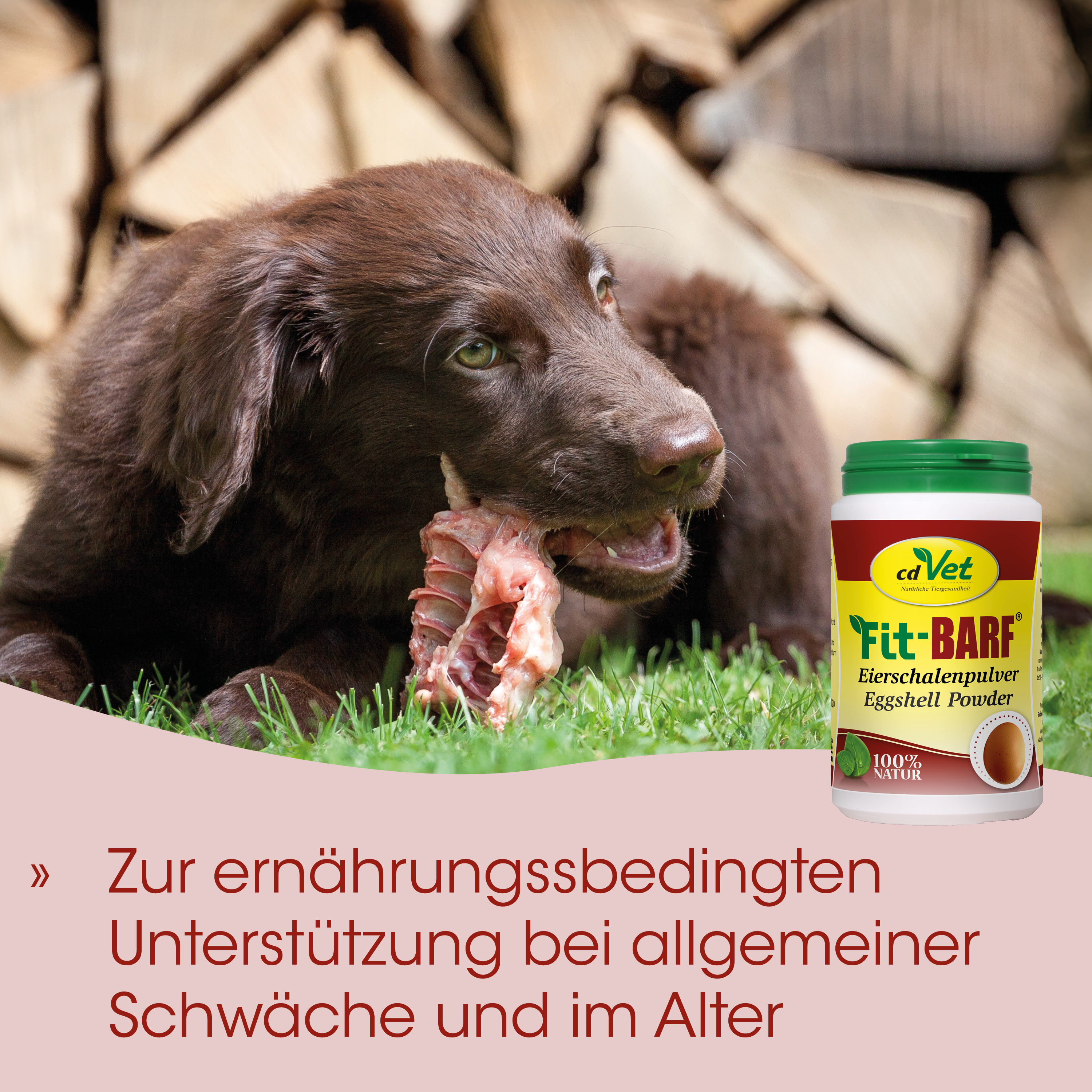 Hund, Hundefutter, Eierschalenpulver, Knochen, Tiernahrung