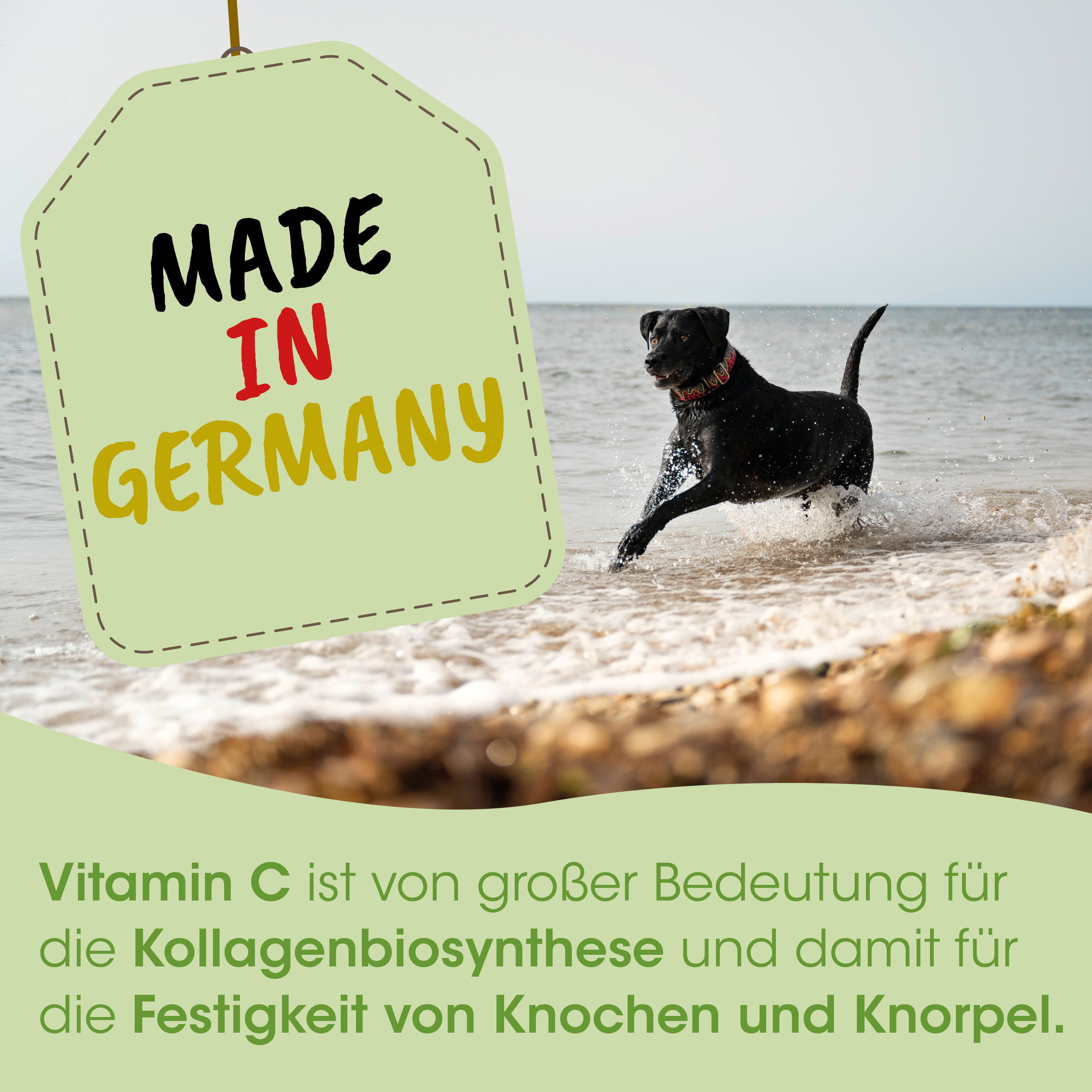 Hund, Schwarz, Sporthund, Strand, Kleidungslos