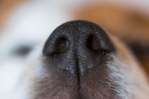 Banner Gesundheit Hund-5 Schnauze