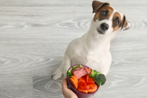 Kat Seite Hund-3 Tier, Hund, Säugetier, Haustier