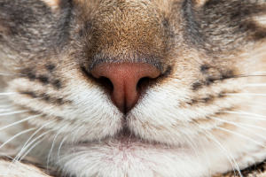 Kat Seite Katze-3 Schnauze, Tier, Katze, Säugetier, Haustier