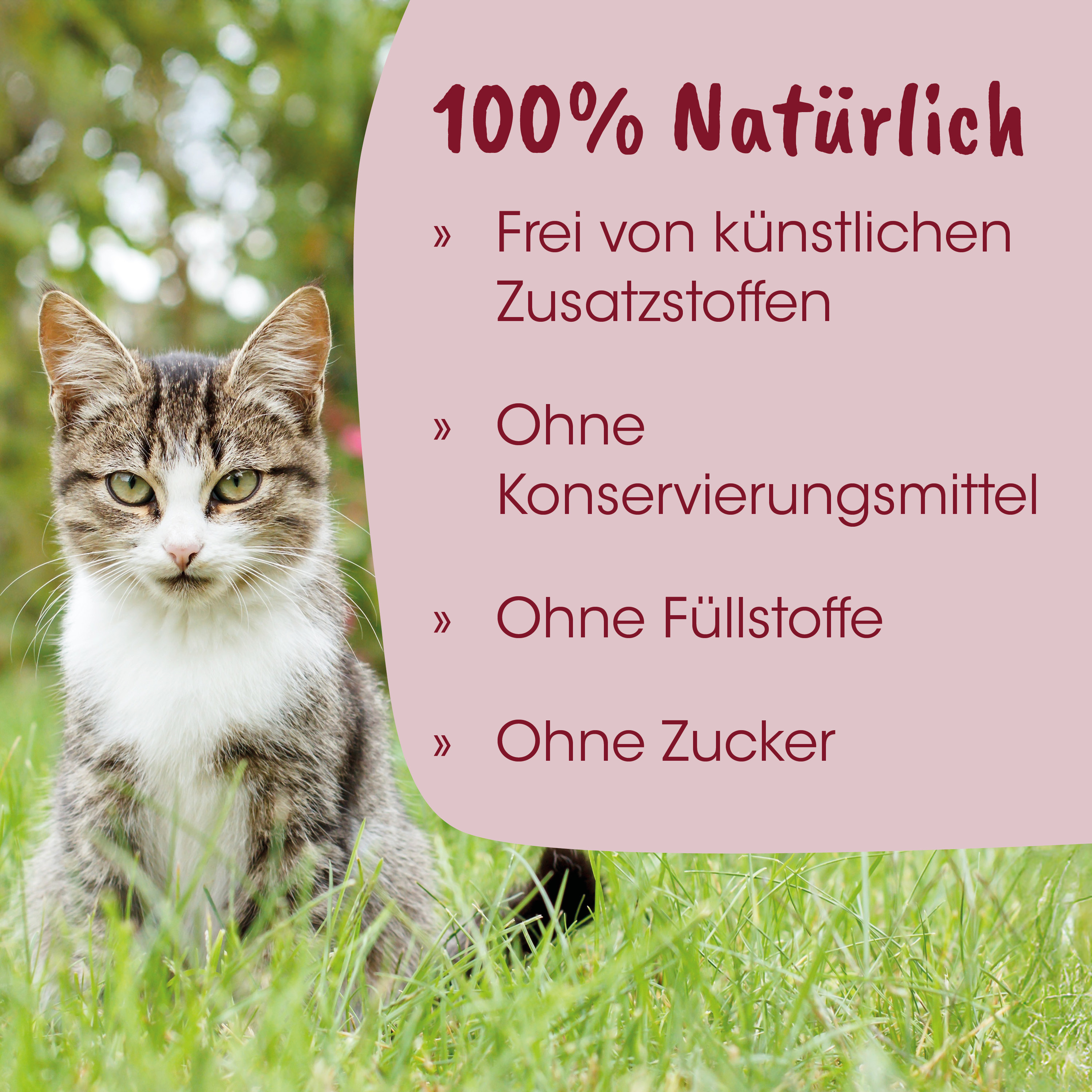 katze, katzenfoto, grün gras, tierbild, tier