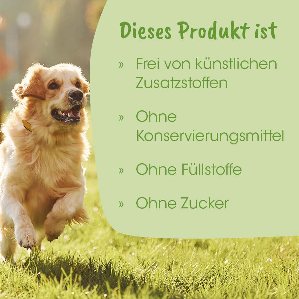 Hund, Goldendoodle, Tierfutter, Im Freien, Laufender Hund